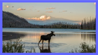 Moose wading in a serene mountain lake at sunset with forested hills in the background