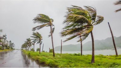 雨に濡れて人通りのない道路沿いにあるヤシの木がハリケーンの風で曲がっている写真。